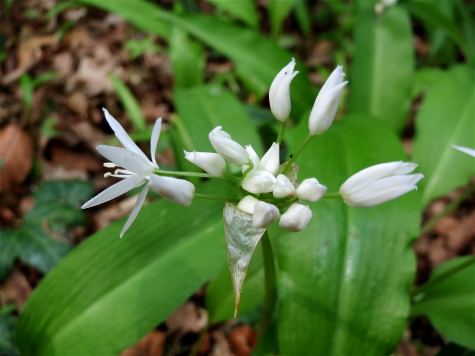 Bärlauch (Allium ursinum) im Unteren Saubusch (Bannwaldbereich) im Schwetzinger Hardt