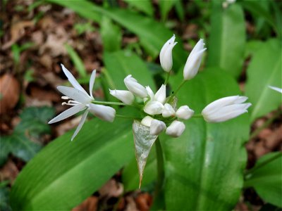 Bärlauch (Allium ursinum) im Unteren Saubusch (Bannwaldbereich) im Schwetzinger Hardt