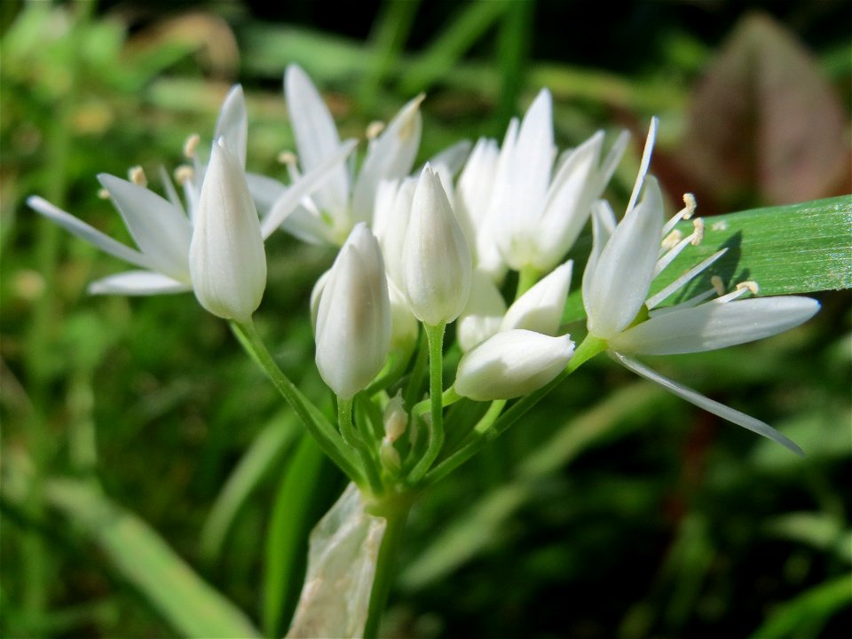 Bärlauch (Allium ursinum) an der Saar in Saarbrücken