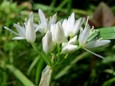 Bärlauch (Allium ursinum) an der Saar in Saarbrücken