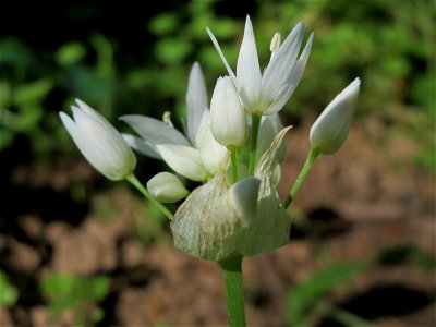 Bärlauch (Allium ursinum) an der Saar in Saarbrücken