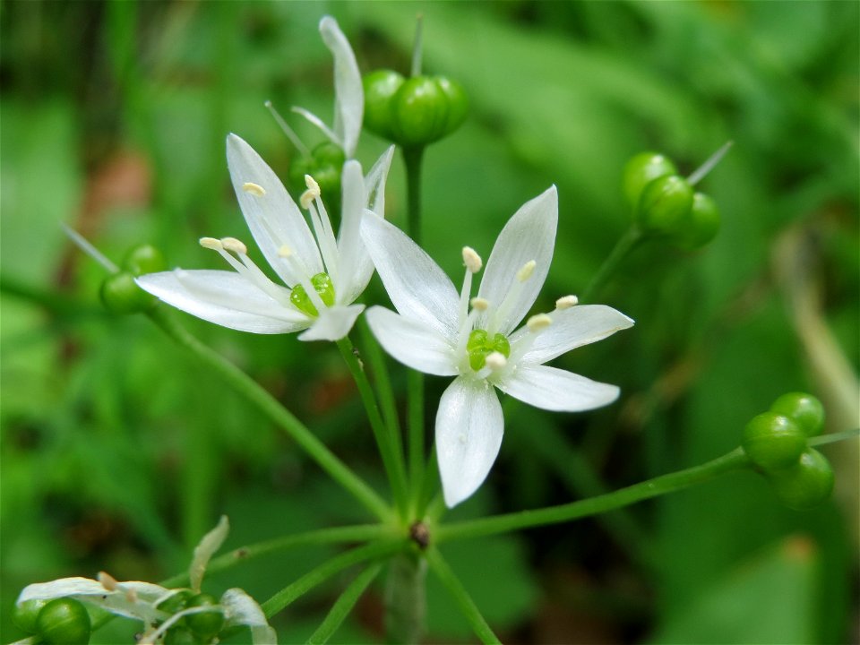 Bärlauch (Allium ursinum) im Naturschutzgebiet „Ketscher Rheininsel“