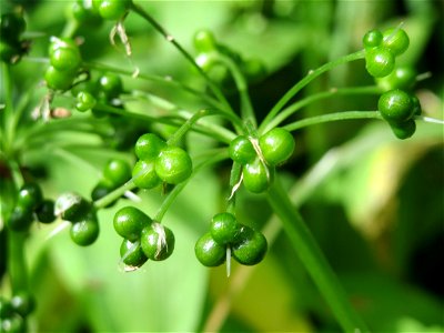 Bärlauch (Allium ursinum) im Naturschutzgebiet „Ketscher Rheininsel“