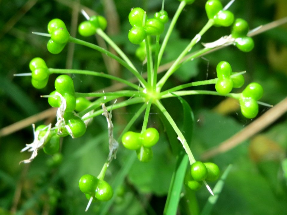 Bärlauch (Allium ursinum) im Naturschutzgebiet „Ketscher Rheininsel“