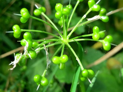 Bärlauch (Allium ursinum) im Naturschutzgebiet „Ketscher Rheininsel“
