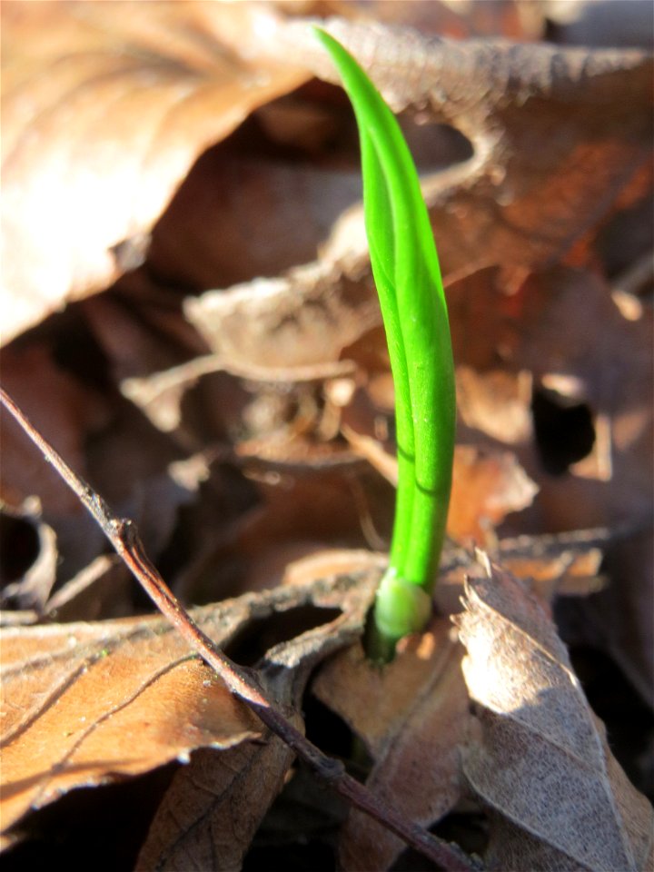 Der allererste Bärlauch (Allium ursinum) im Saubusch im Schwetzinger Hardt