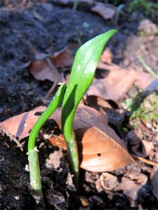 Der allererste Bärlauch (Allium ursinum) im Saubusch im Schwetzinger Hardt