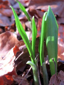 Der allererste Bärlauch (Allium ursinum) im Saubusch im Schwetzinger Hardt