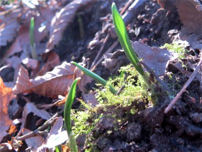 Der allererste Bärlauch (Allium ursinum) im Saubusch im Schwetzinger Hardt