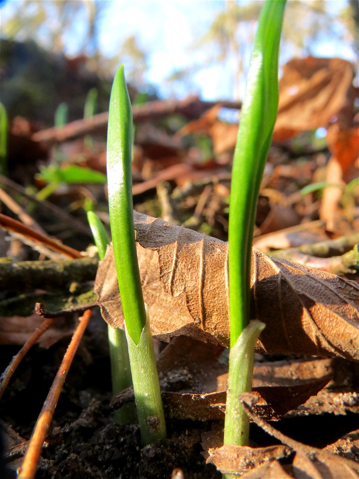 Der allererste Bärlauch (Allium ursinum) im Saubusch im Schwetzinger Hardt