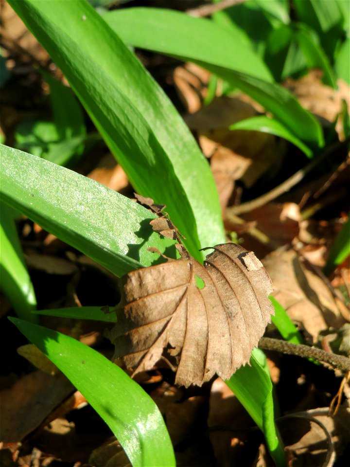 Bärlauch (Allium ursinum) im Saubusch im Schwetzinger Hardt