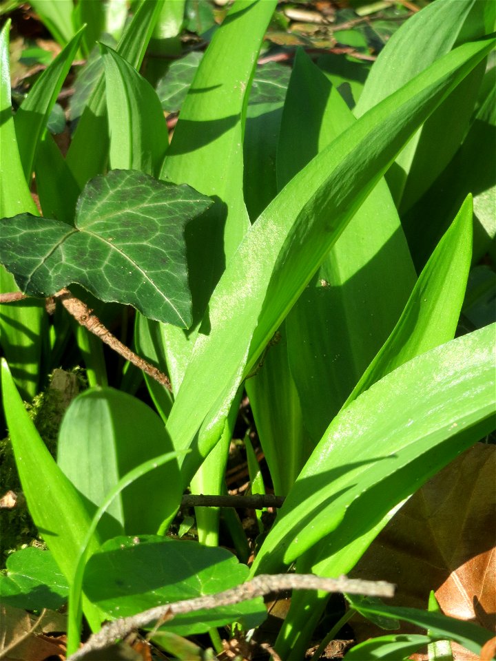 Bärlauch (Allium ursinum) im Saubusch im Schwetzinger Hardt