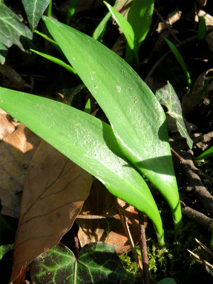 Bärlauch (Allium ursinum) im Saubusch im Schwetzinger Hardt
