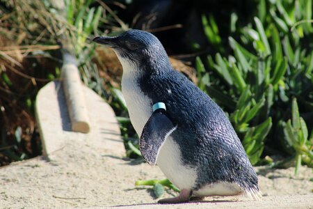 Animal outdoors penguin photo