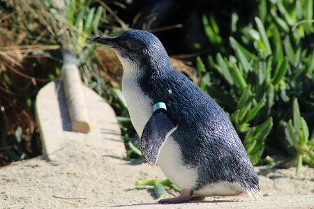 Animal outdoors penguin
