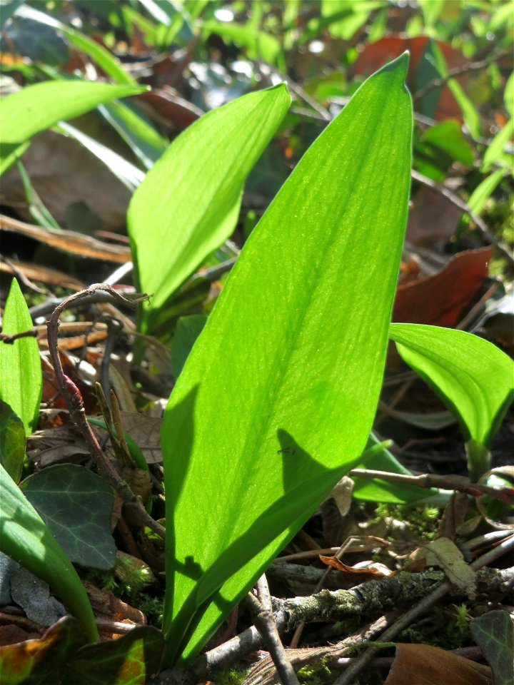 Bärlauch (Allium ursinum) im Saubusch im Schwetzinger Hardt