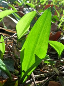 Bärlauch (Allium ursinum) im Saubusch im Schwetzinger Hardt
