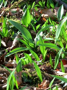 Bärlauch (Allium ursinum) im Saubusch im Schwetzinger Hardt