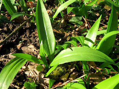 Bärlauch (Allium ursinum) im Saubusch in der Schwetzinger Hardt