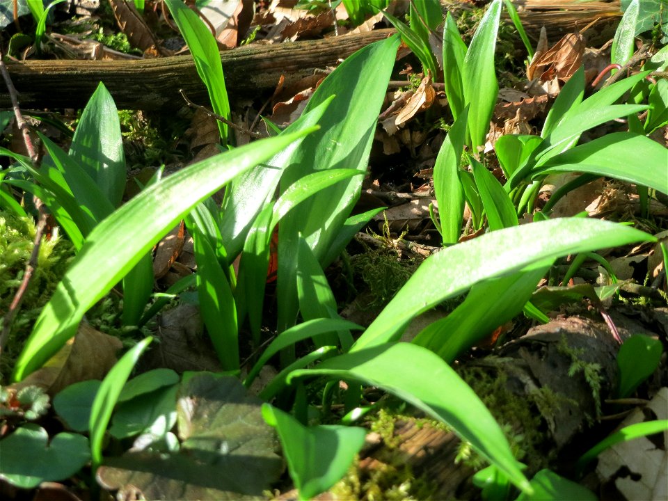 Bärlauch (Allium ursinum) im Saubusch im Schwetzinger Hardt