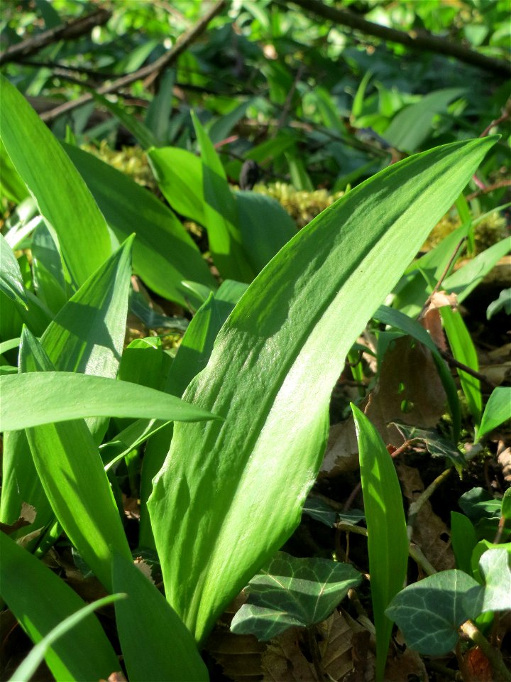Bärlauch (Allium ursinum) im Saubusch in der Schwetzinger Hardt