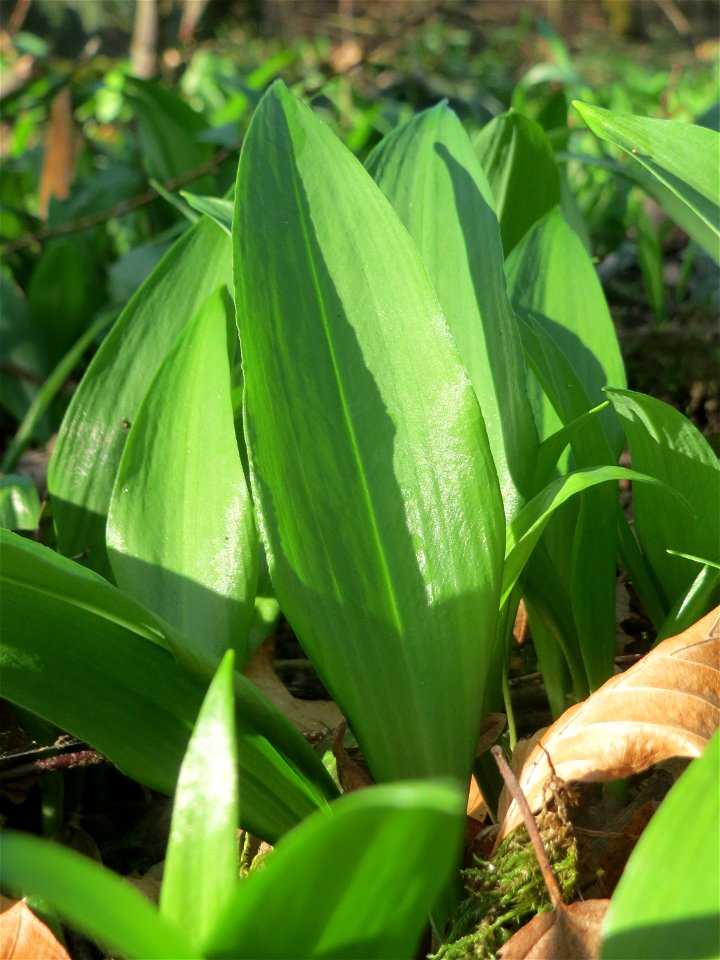 Bärlauch (Allium ursinum) im Saubusch in der Schwetzinger Hardt