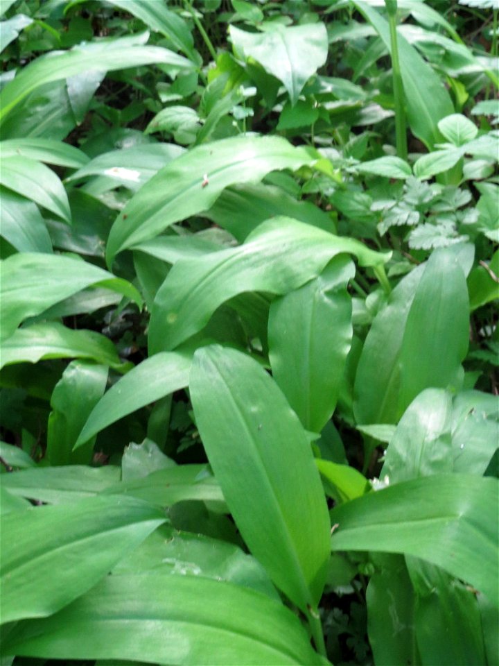 Bärlauch (Allium ursinum) im Saubusch in der Schwetzinger Hardt
