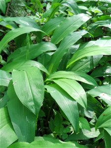Bärlauch (Allium ursinum) im Saubusch in der Schwetzinger Hardt