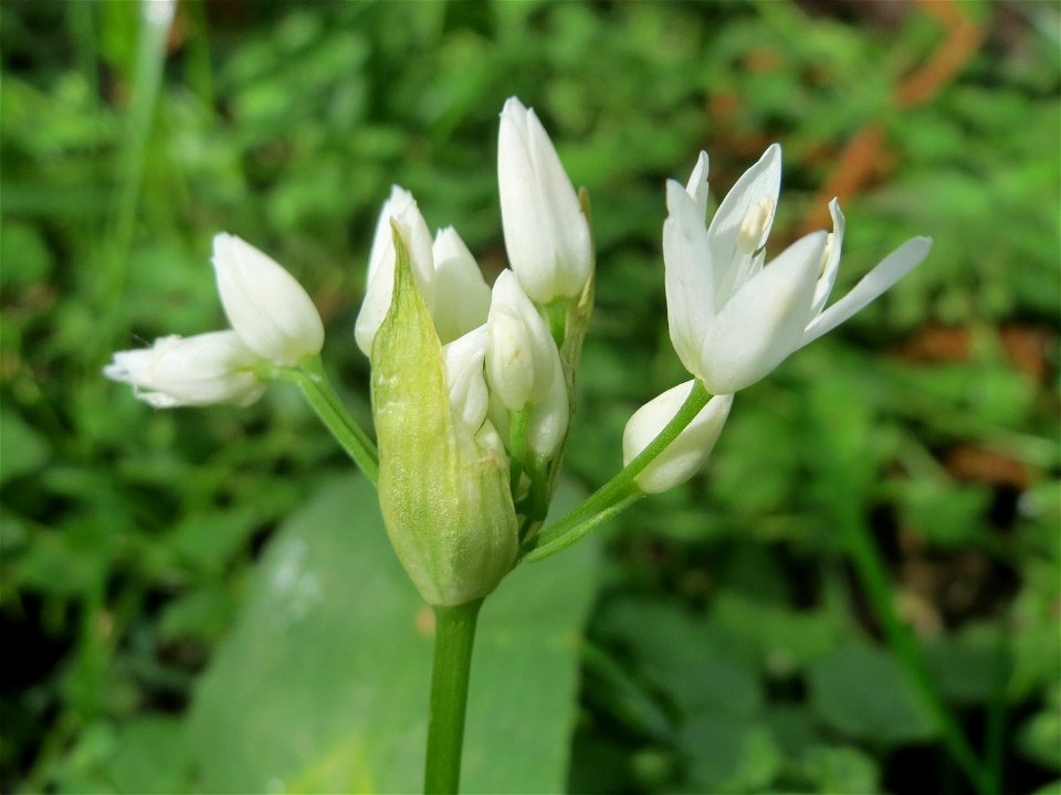 Bärlauch (Allium ursinum) an der Saar in Saarbrücken