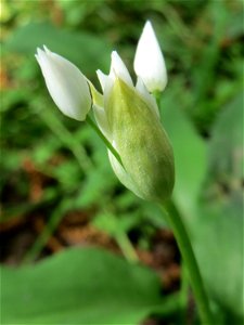 Bärlauch (Allium ursinum) an der Saar in Saarbrücken