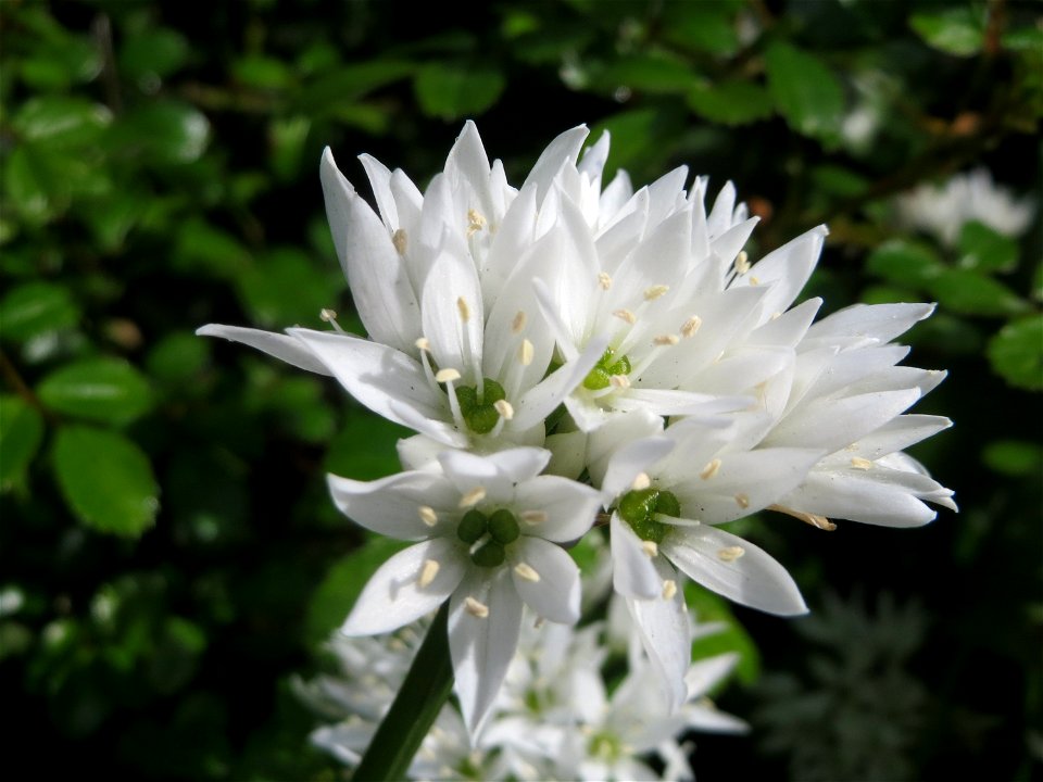 Bärlauch (Allium ursinum) in Hockenheim