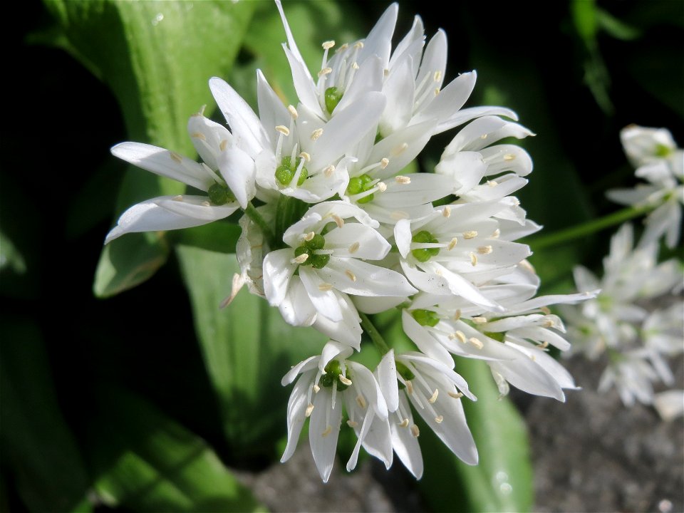 Bärlauch (Allium ursinum) in Hockenheim