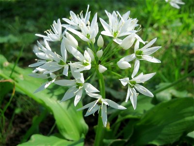 Bärlauch (Allium ursinum) an der Saar in Saarbrücken