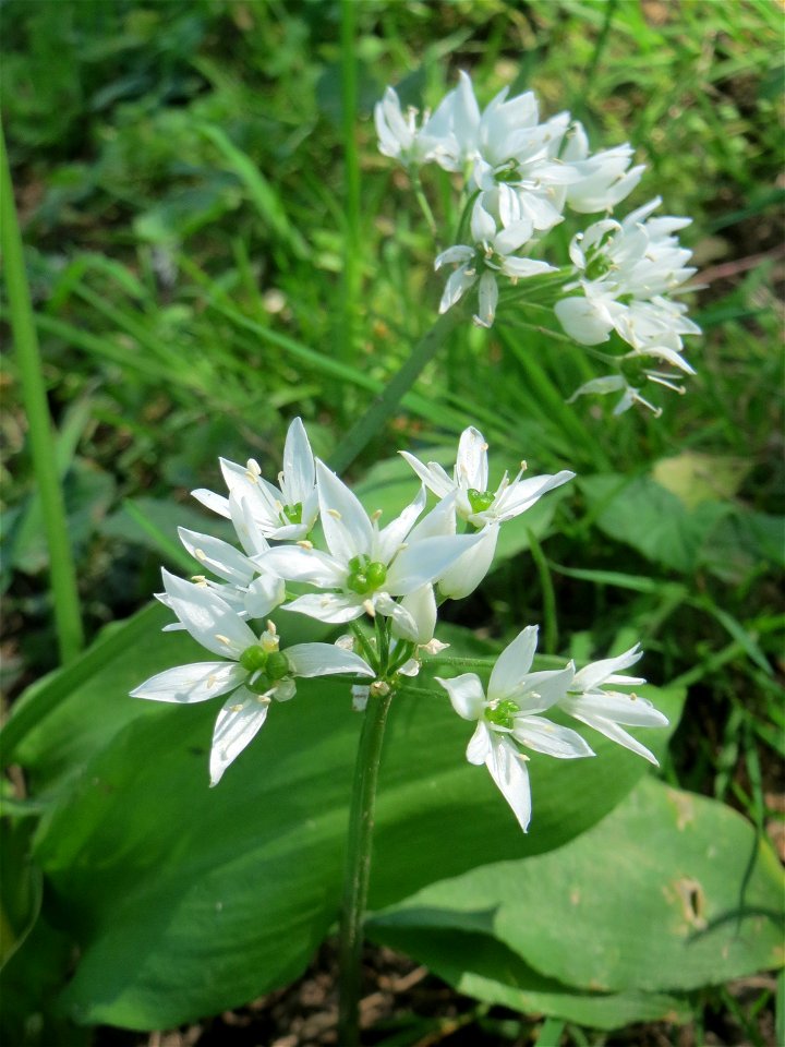 Bärlauch (Allium ursinum) an der Saar in Saarbrücken