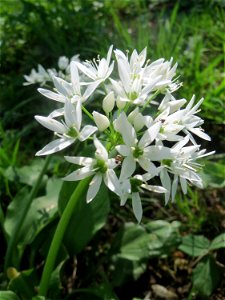 Bärlauch (Allium ursinum) an der Saar in Saarbrücken