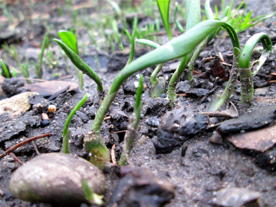 Der erste Bärlauch (Allium ursinum) in Hockenheim