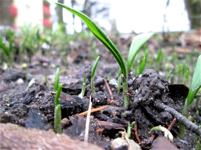 Der erste Bärlauch (Allium ursinum) in Hockenheim