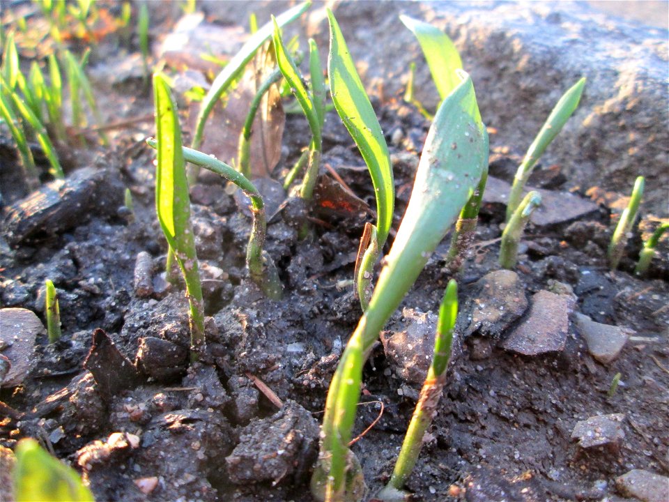 Erster Bärlauch (Allium ursinum) in Hockenheim
