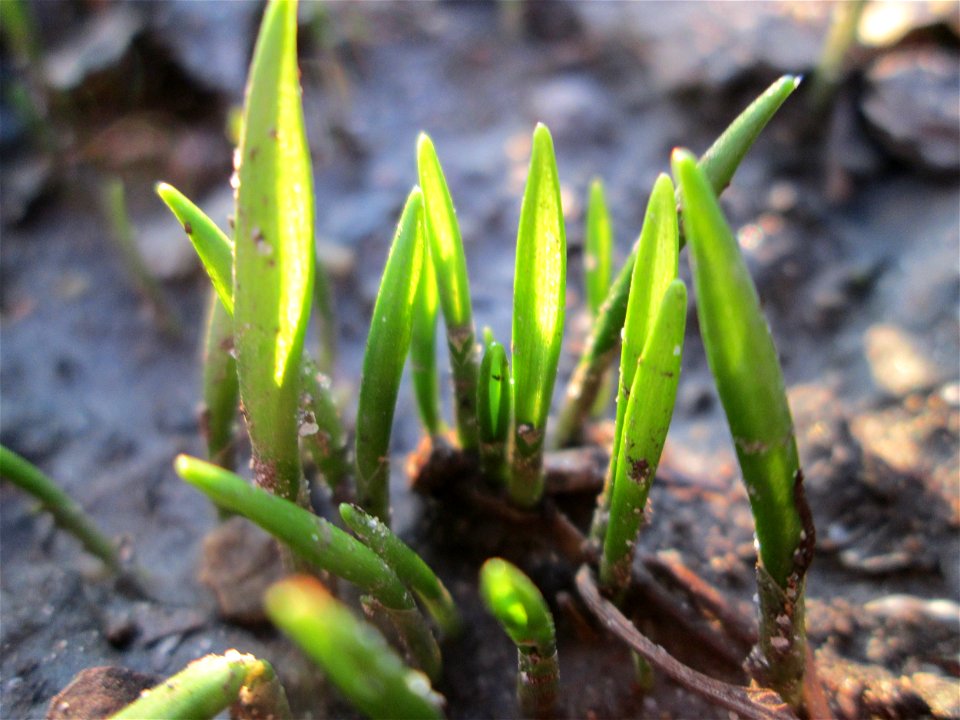 Erster Bärlauch (Allium ursinum) in Hockenheim - ungewöhnlicher Standort mitten in der Stadt