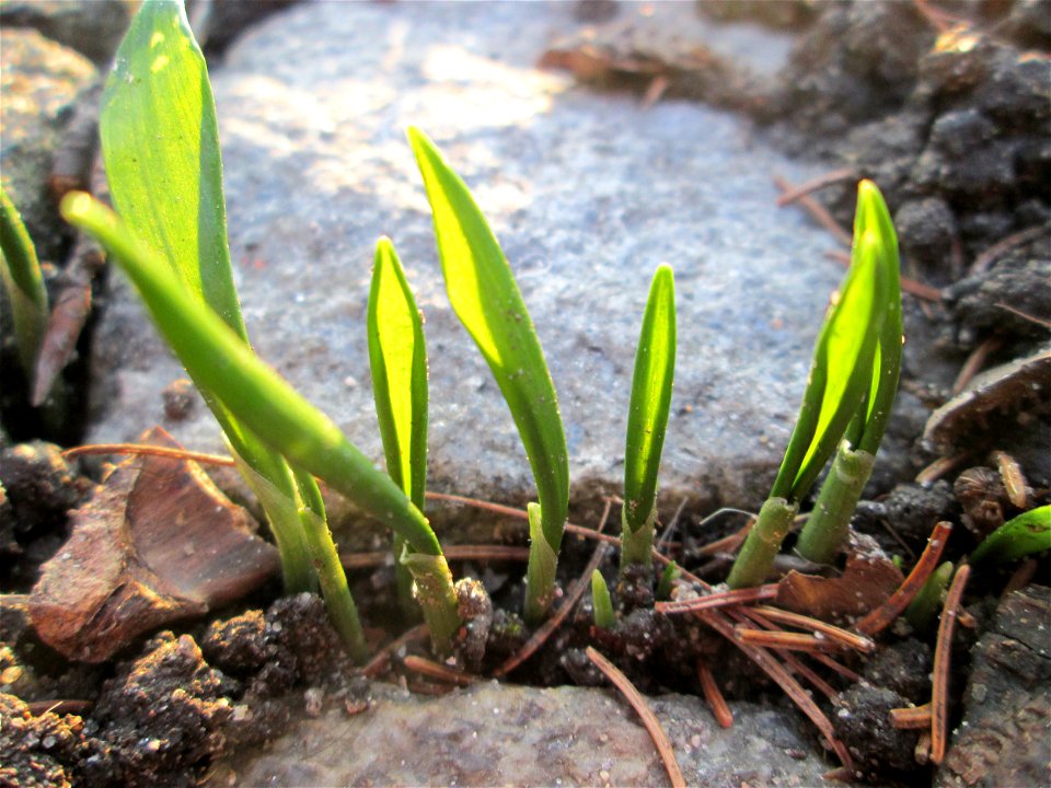 Erster Bärlauch (Allium ursinum) in Hockenheim - ungewöhnlicher Standort mitten in der Stadt - sprießt zum Teil sogar aus Bürgersteig-Ritzen
