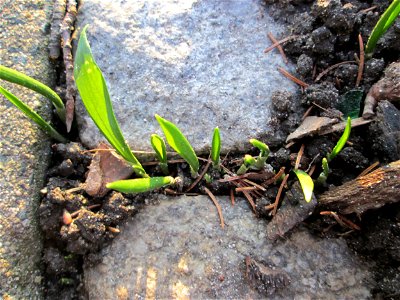 Erster Bärlauch (Allium ursinum) in Hockenheim - ungewöhnlicher Standort mitten in der Stadt - sprießt zum Teil sogar aus Bürgersteig-Ritzen