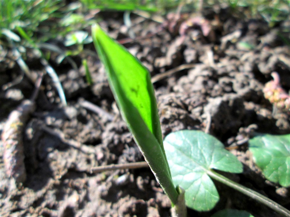 Erster Bärlauch (Allium ursinum) an der Saar in Saarbrücken