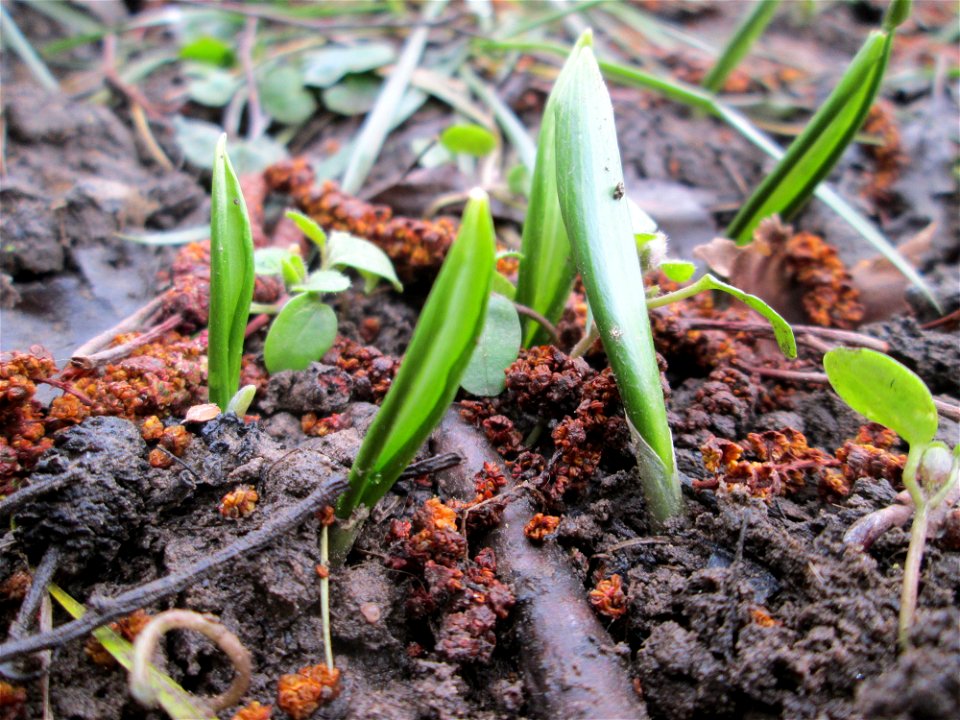 Erster Bärlauch (Allium ursinum) an der Saar in Saarbrücken