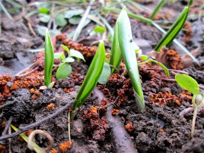 Erster Bärlauch (Allium ursinum) an der Saar in Saarbrücken