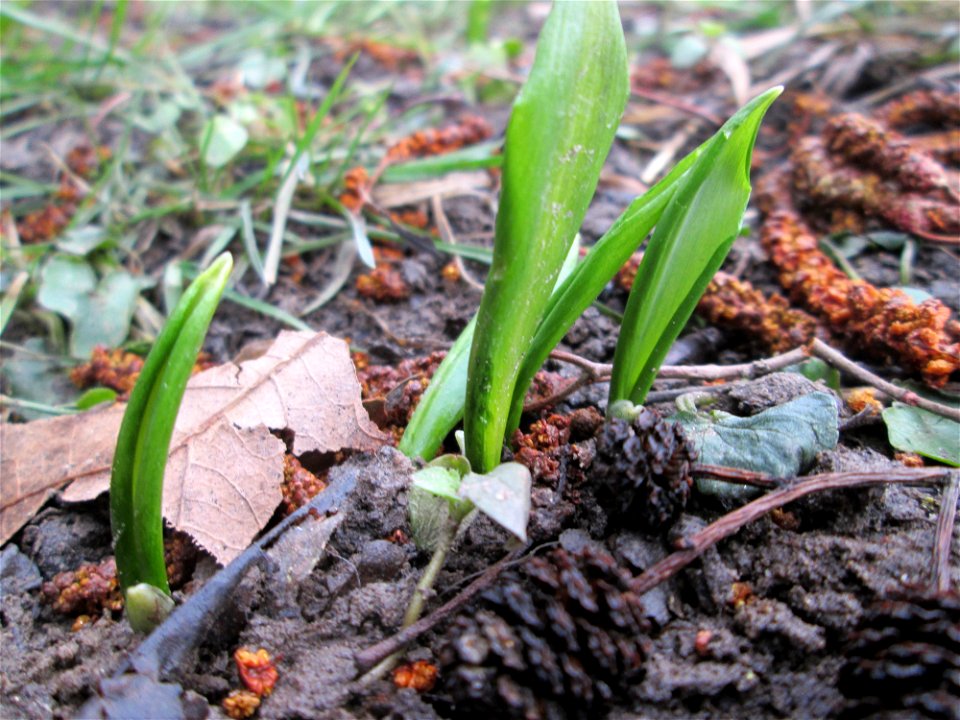 Erster Bärlauch (Allium ursinum) an der Saar in Saarbrücken