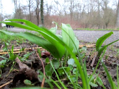 Bärlauch (Allium ursinum) auf der Ketscher Rheininsel