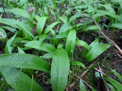 Bärlauch (Allium ursinum) auf der Ketscher Rheininsel