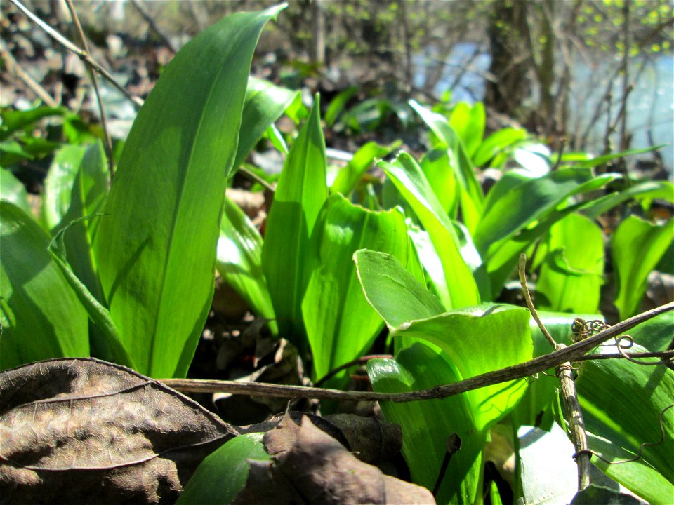 Bärlauch (Allium ursinum) an der Saar in Saarbrücken