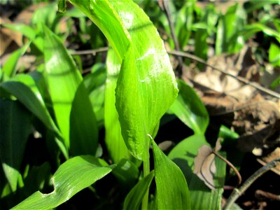 Bärlauch (Allium ursinum) an der Saar in Saarbrücken