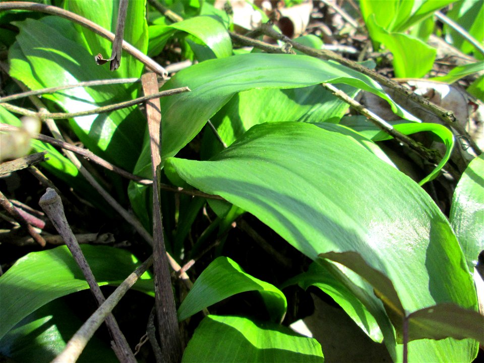 Bärlauch (Allium ursinum) an der Saar in Saarbrücken